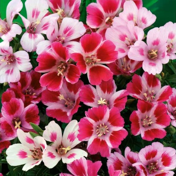 Summer Azalea 'Monarch'