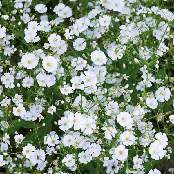Elegant Baby's Breath 'Covent Garden Market'