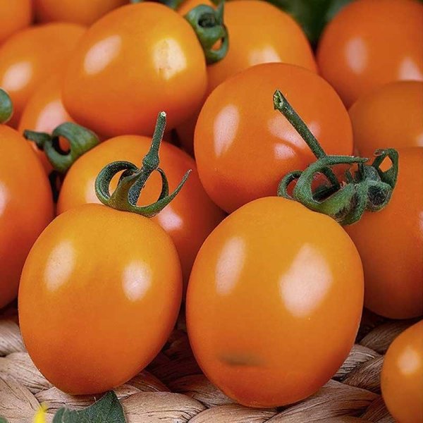 Tomato 'Orano' H