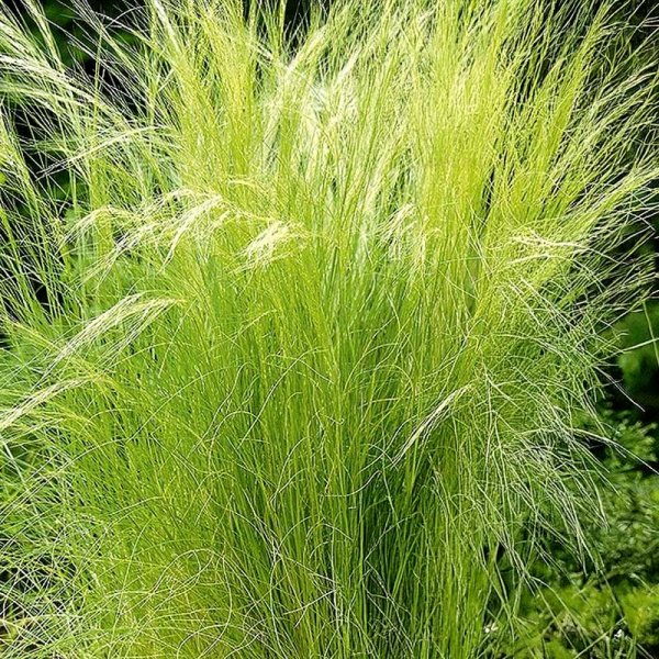 Feather Grass