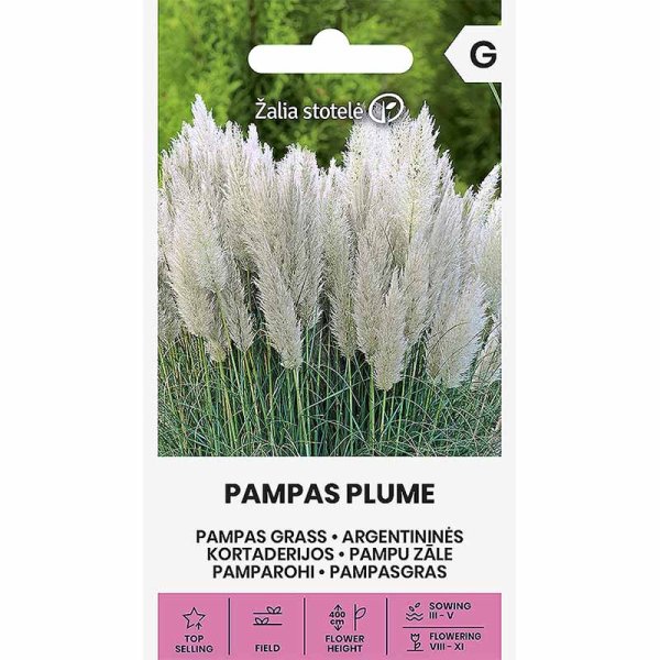 Pampas Grass 'Pampas Plume'