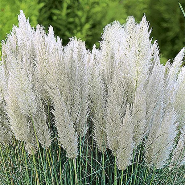 Pampas Grass 'Pampas Plume'