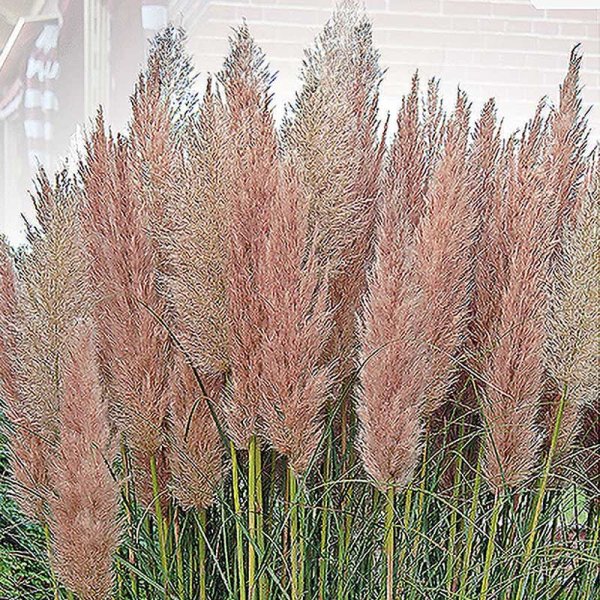 Pampas Grass 'Pampas Plume' Pink