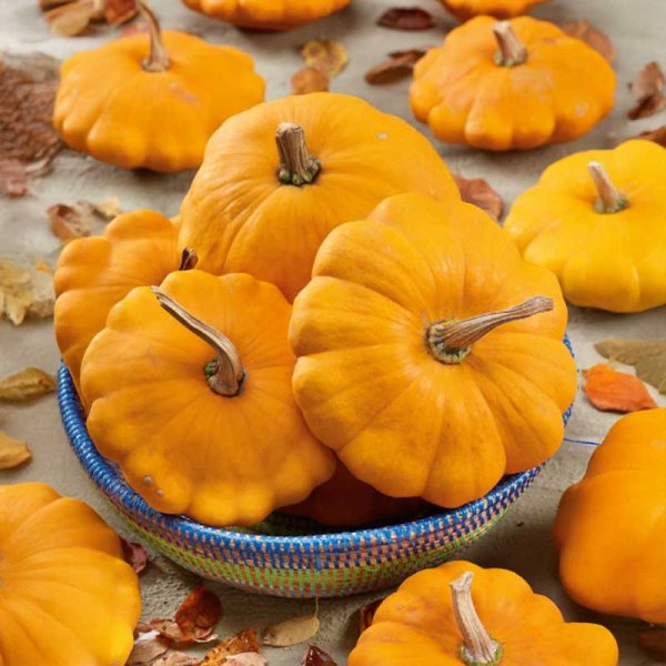 Pattypan Squash 'Patisson orange'