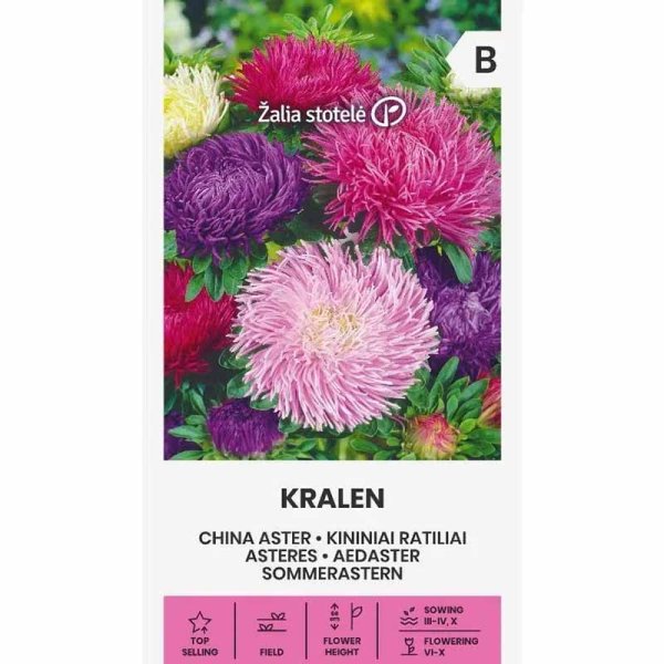 China Aster 'Kralen'