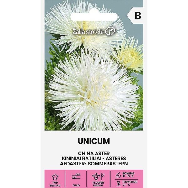 China Aster 'Unicum' White
