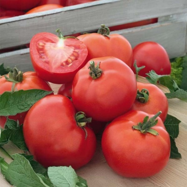 Tomato 'Rotkappchen'