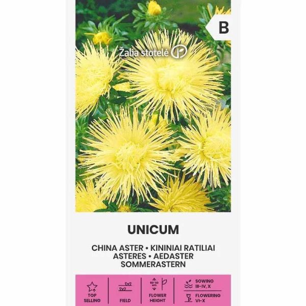 China Aster 'Unicum' Yellow