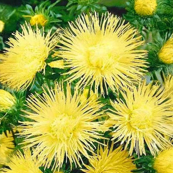 China Aster 'Unicum' Yellow