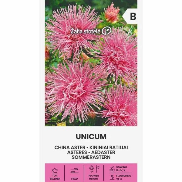 China Aster 'Unicum' Pink