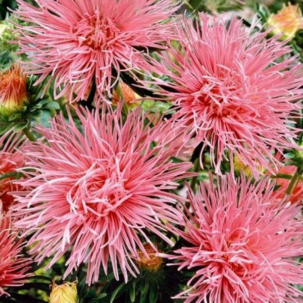 China Aster 'Unicum' Pink