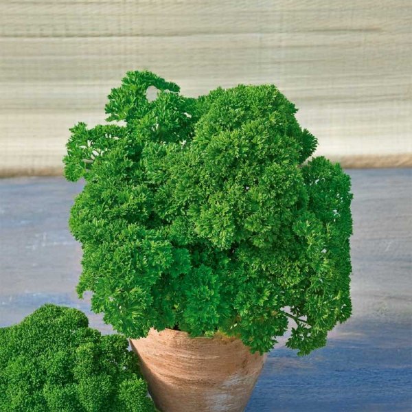 Parsley 'Moss curled 2'