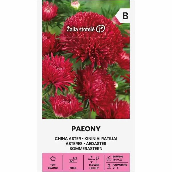 Summer Aster 'Paeony' Red