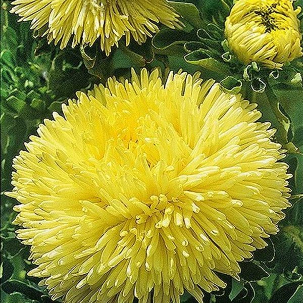 China Aster 'Pompon'