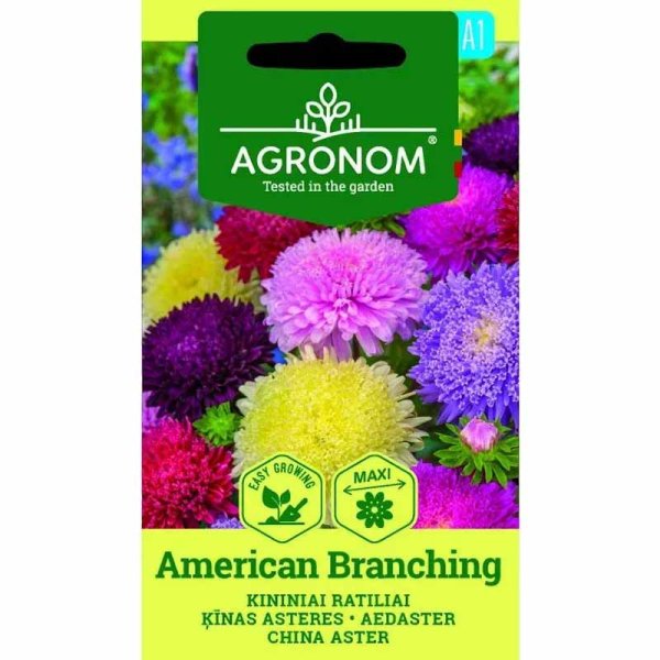 Annual Aster 'American Branching'