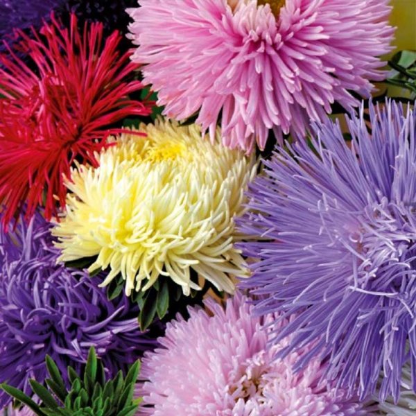 Annual Aster 'American Branching'