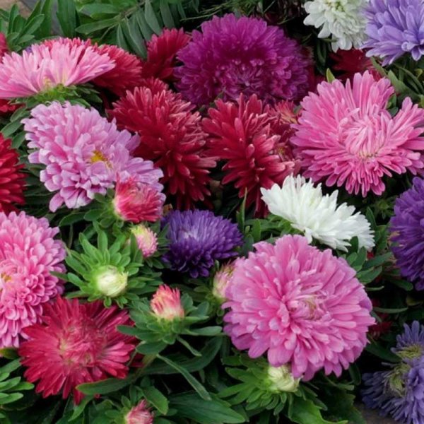 Annual Aster 'Colour Carpet Mix'