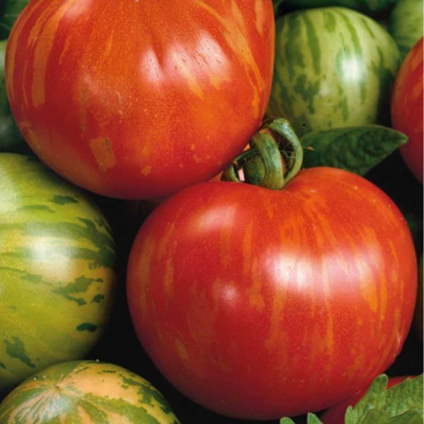 Tomato 'Tigerella'