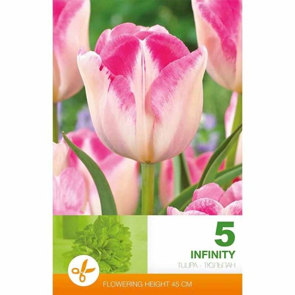Tulip 'Infinity'