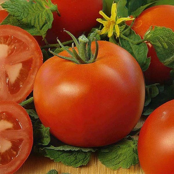 Tomato 'Polfast' H