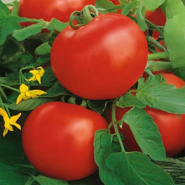 Tomato 'Raissa' H