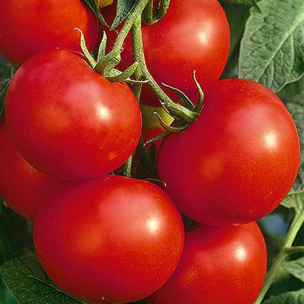 Tomato 'Orkado' H