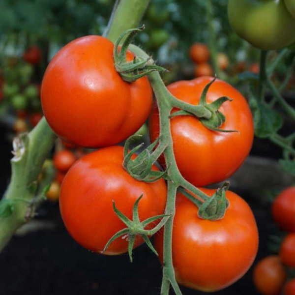 Tomato 'Tolstoi' H