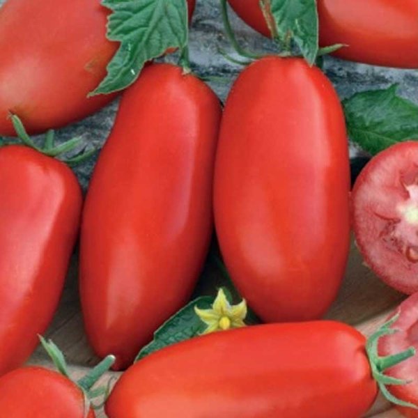 Tomato 'Zyska'