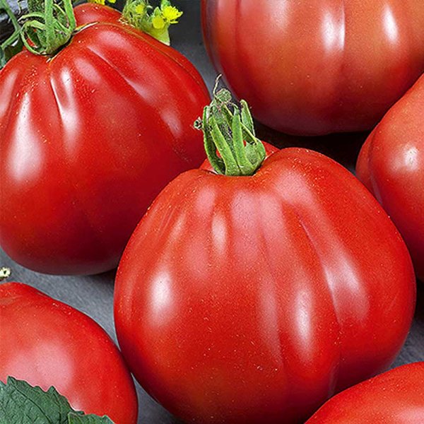 Pear Tomato 'Red pear'