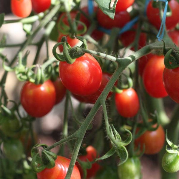 Tomato 'Malinowy kapturek'