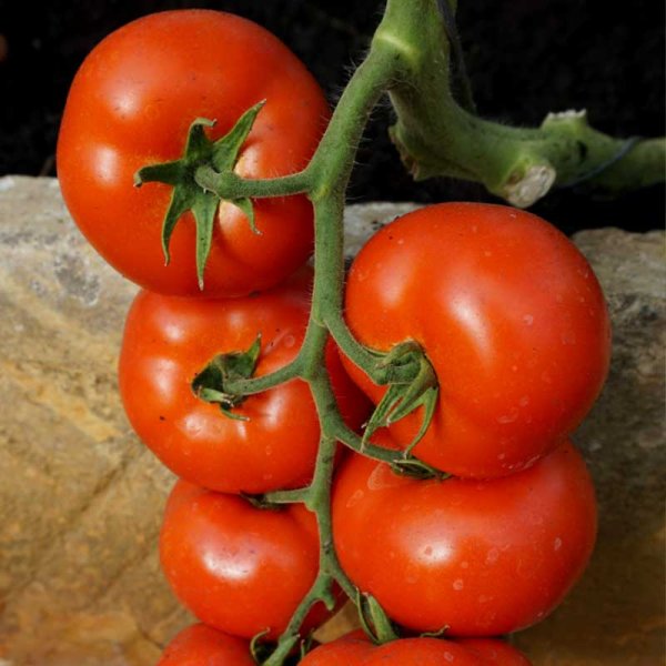 Tomato 'Abellus' H