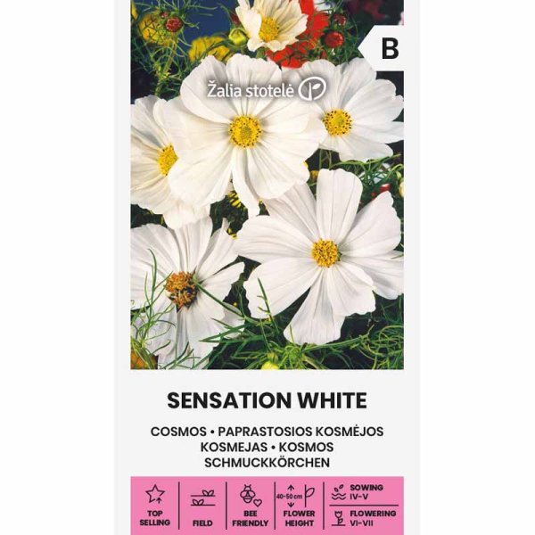Cosmos 'Sensation white'