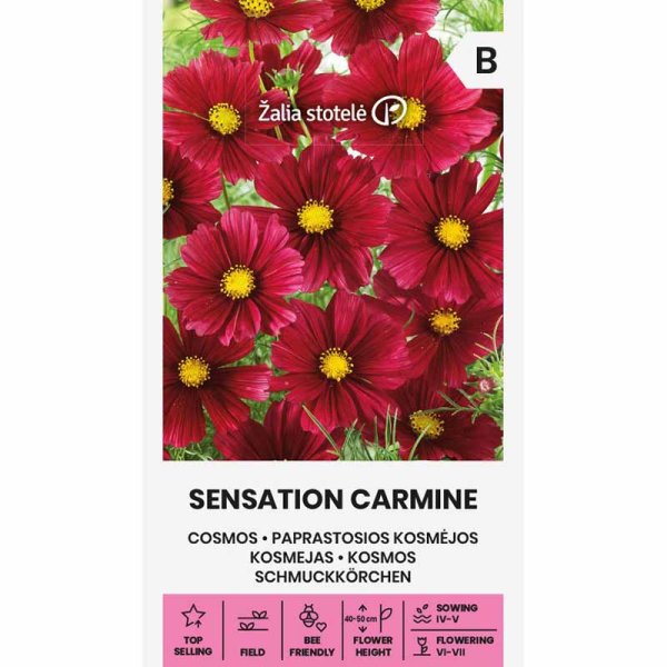 Cosmos 'Sensation Carmine'