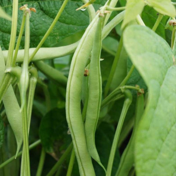 Snap Bean 'Maxi'