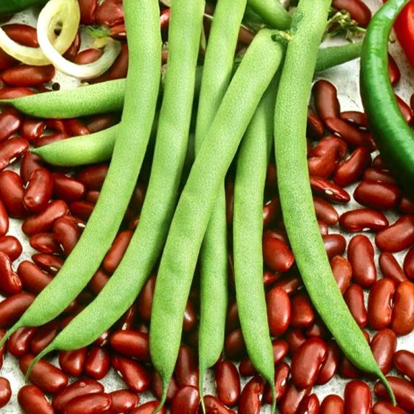 Kidney Bean 'Canadian Wonder'