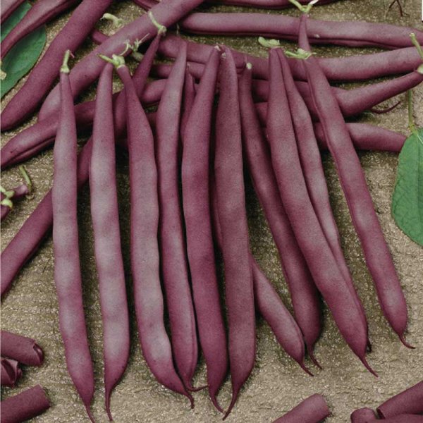 Climbing Bean 'Blauhilde'