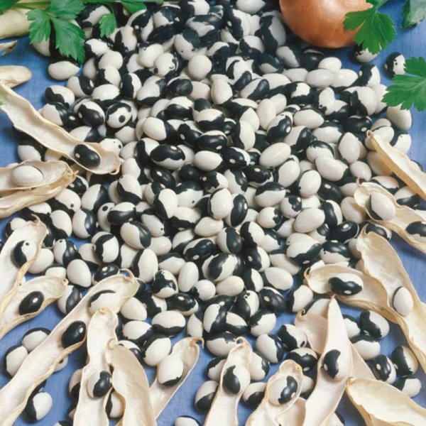 Cooking Bean 'Dalmatin'