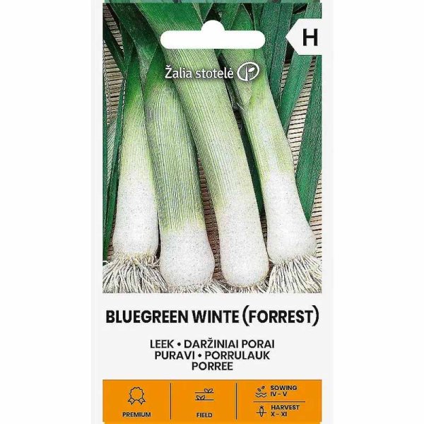 Leek 'Blue Green Winter'