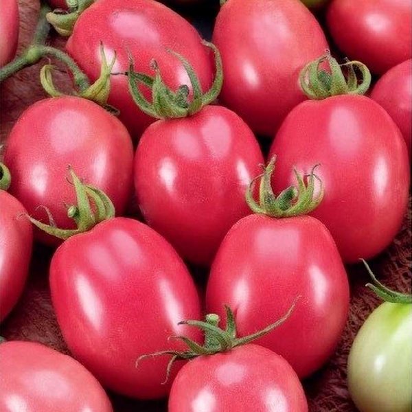 Tomato 'Pink Thai egg'