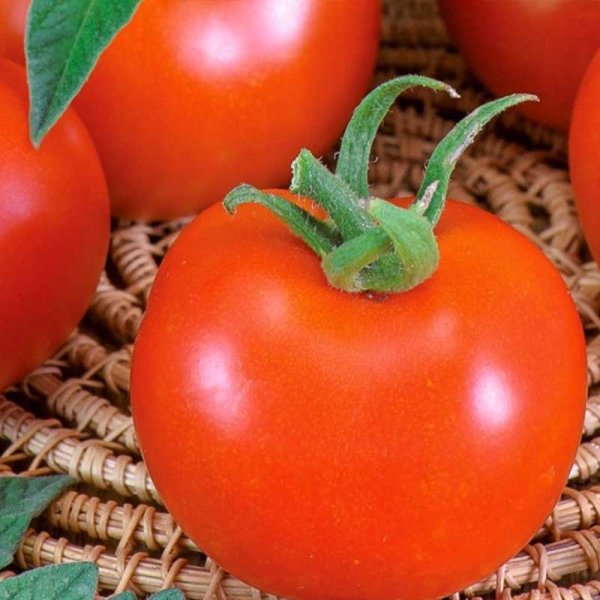 Tomato 'Betalux'