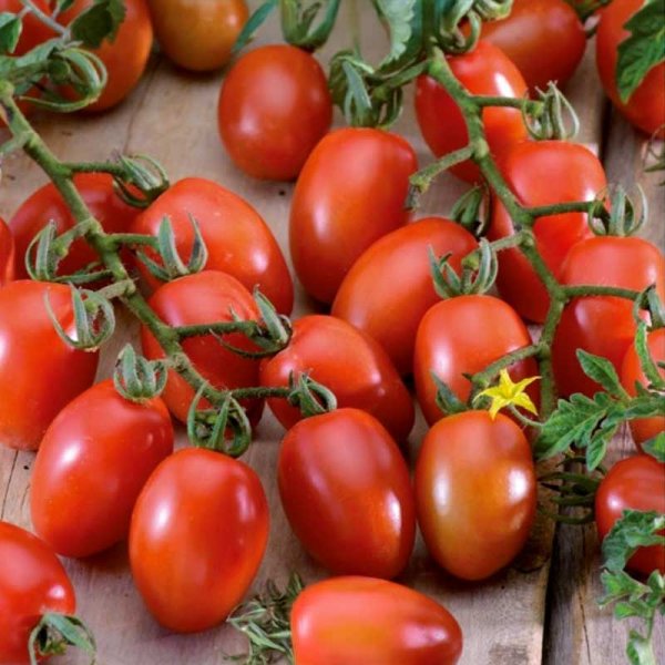 Tomato 'Principe borghese'