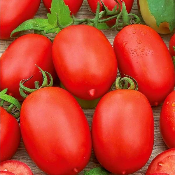 Tomato 'Roma VF'