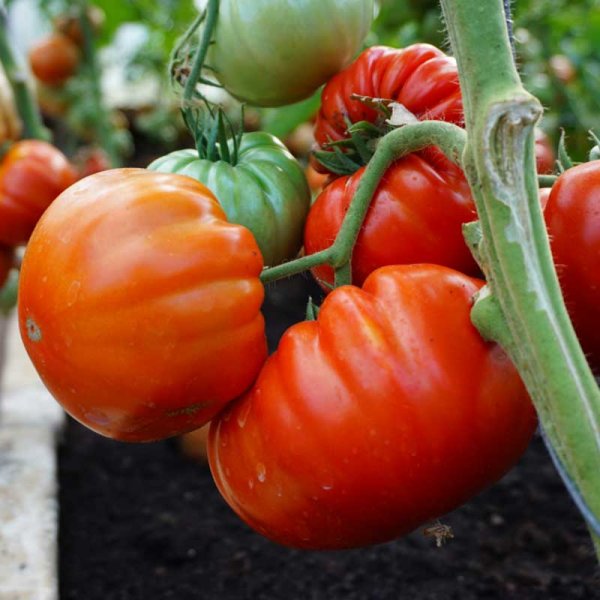 Beefsteak Tomato 'Buffalosteak' H