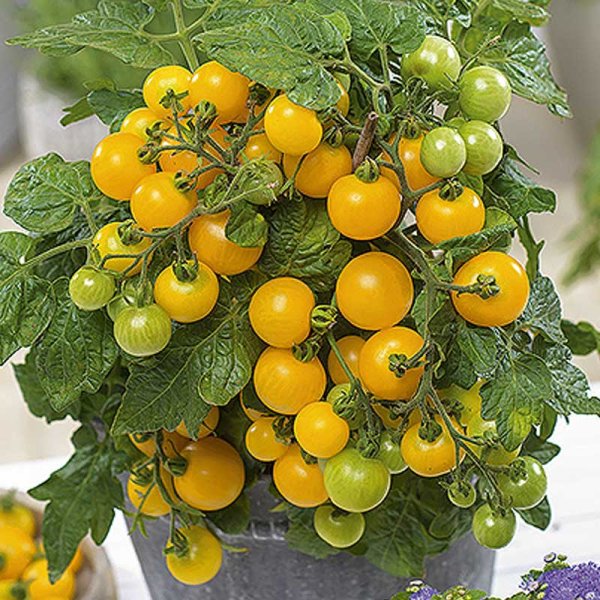 Tomato 'Balconi yellow' H