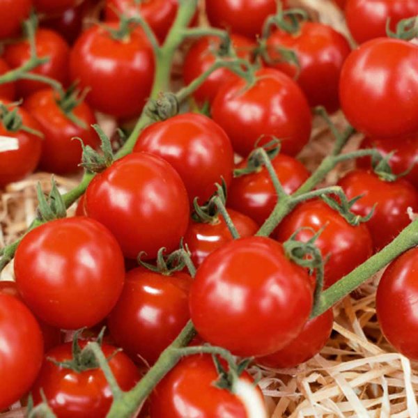 Cherry Tomato 'Sweetbaby' H