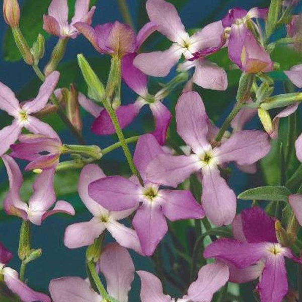 White Greek Stock 'Rose'