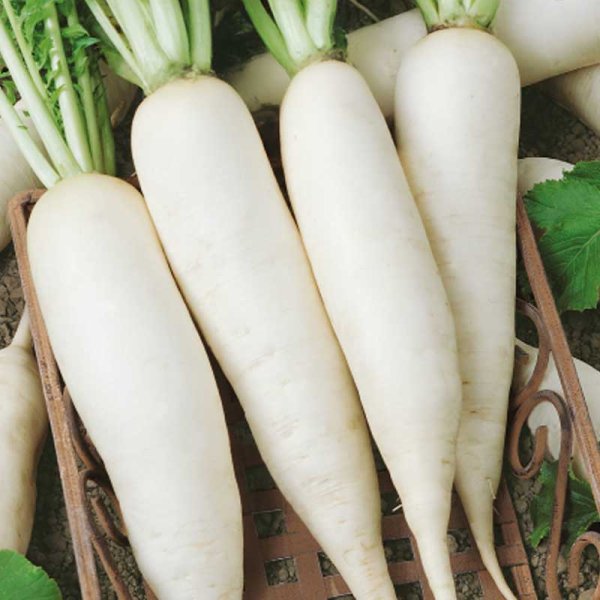 Radish 'Japana'