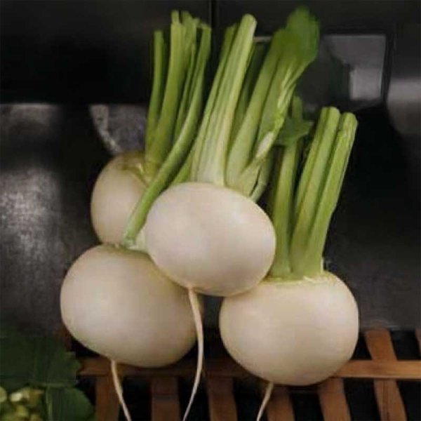 Radish 'Acord'