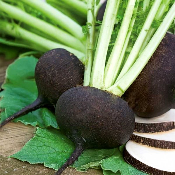 Radish (Winter) 'Murzynka'