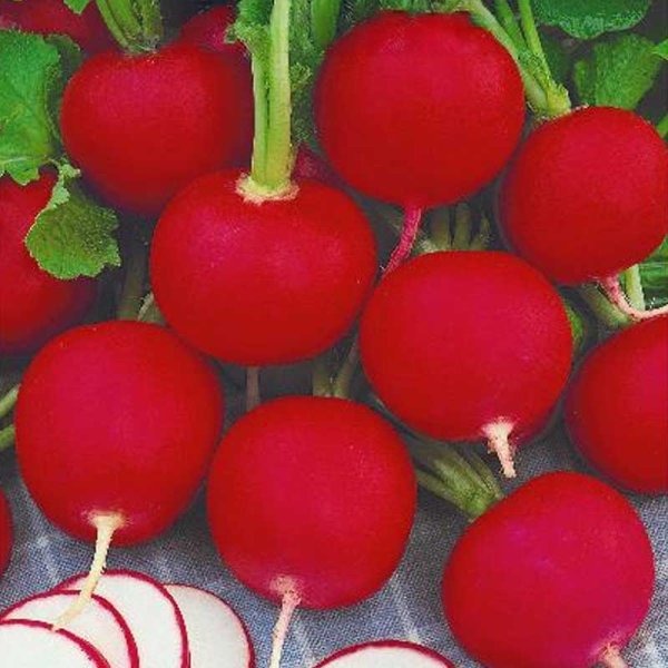 Radish 'Carmen'